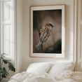 thumbnail image 6 of Perched House Sparrow - Manhattan New York Photography Bird Wildlife Nature Animal Woodland Autumn Scenic Unframed Wall Art Print 22 x 28 inches, 6 of 13