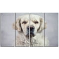 thumbnail image 2 of Sad Looking Beautiful Dog - Animal Canvas Art Print, 2 of 3