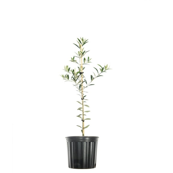 2-3ft Arbequina Olive Tree - Edible Olives - Self Pollinating