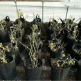 thumbnail image 3 of 2Pcs Potato Non-Woven Grow Bags Vegetable Portable Planting Bag Planting Bags for Onion, 3 of 4