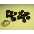 thumbnail image 4 of 10 American Wisteria Seeds Wisteria frutescens, 4 of 4