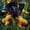 D, variant on Iris Planting-Ornamental-Premium Garden Stakes-Home Decoration-(Enduring, Non-Artificial)