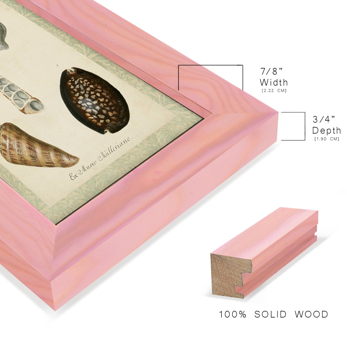 Bookplate Shells IX - Framed Print w/glass - Sunset Pink