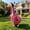 Pink, variant on Qiopertar Soft Yard Goose Outfit Decor, Hoodie Sweatshirt for 23 Inch Porch Goose, Easy On Off Goose Sweater for Garden Statue
