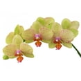 thumbnail image 2 of Bunch Yellow Orchids Wall Decal by Wallmonkeys Peel and Stick Graphic (18 in W x 11 in H) WM115593, 2 of 4