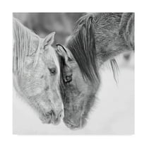Phburchett 'Black And White Horses Vii' Canvas Art
