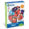 thumbnail image 7 of Learning Resources Heart Anatomy Model, Anatomy for Kids Ages 8 and Up, 7 of 7