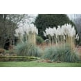thumbnail image 3 of CZ Grain Giant White Pampas Grass Seeds, 100 seeds - Ornamental Grass for Landscaping or Decoration, 3 of 4