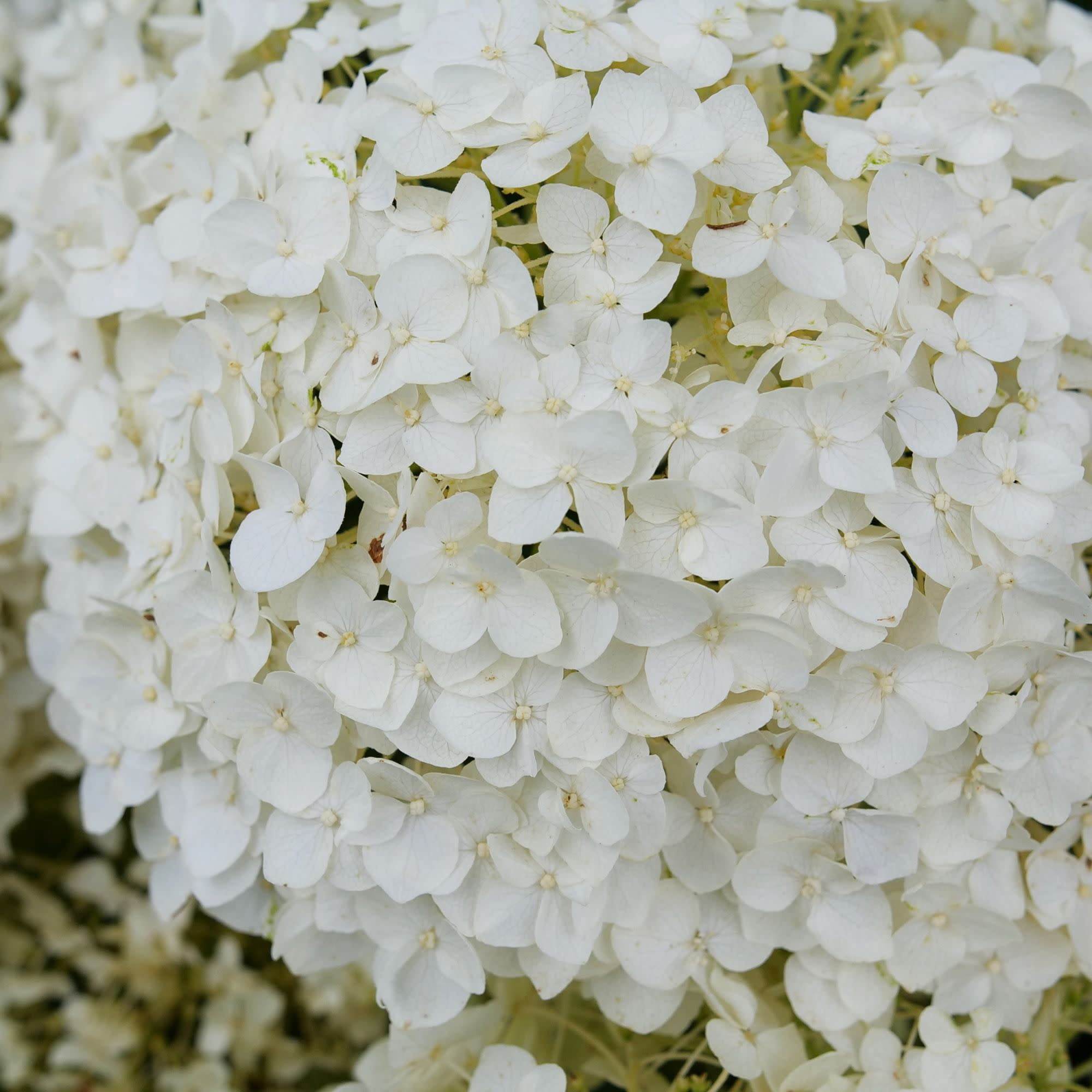 Proven Winners ColorChoice 5" Invincibelle Wee White 2.0 Smooth Hydrangea Live Plant in 4.5" Pot (4 Count)