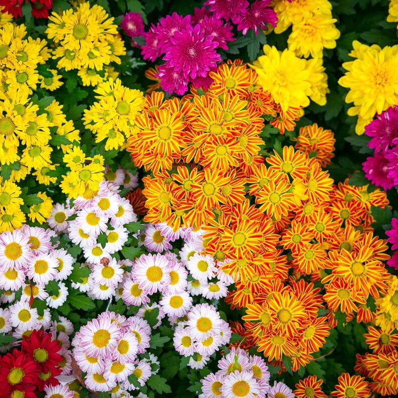 50 Chrysanthemum Seeds Mix for Blooms - Easy to Grow, Hardy Perennial, Pollinator-Friendly for Gardens and Bouquets