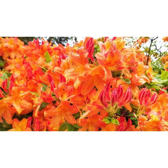 30 Orange Azalea Flower Seeds for Planting - Rhododendron austrinum