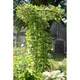 thumbnail image 2 of Achla PYL-09 Mushroom Trellis I - Roman Bronze Powder Coat, 2 of 5