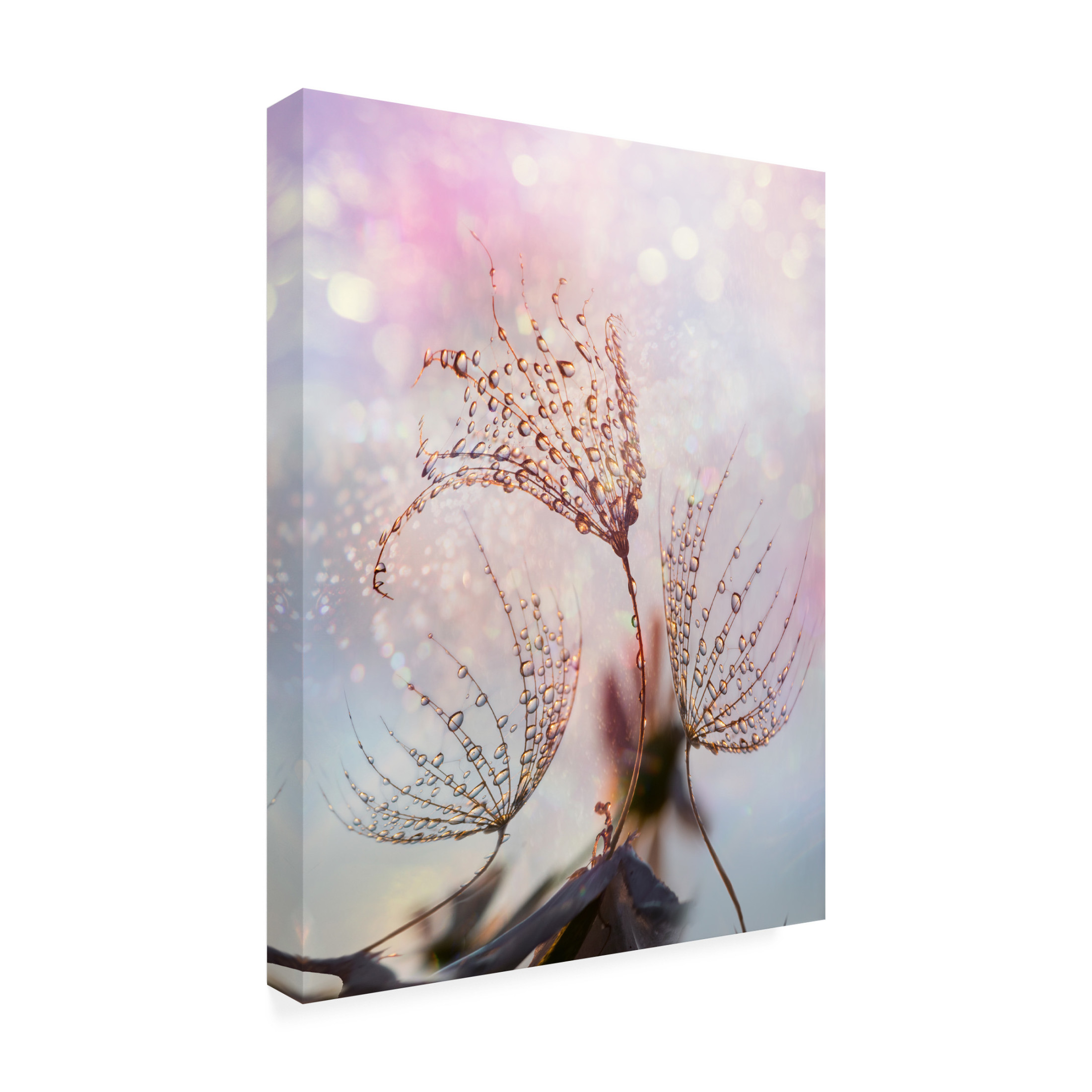 Trademark Fine Art Tanya Markova Macro Canvas Wall Art