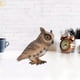 thumbnail image 5 of Juguete de plástico para animales juguete de búho realista modelo de búho de simulación modelo de búho de mesa para regalo de niños decoración del hogar ANGGREK Otros, 5 of 8