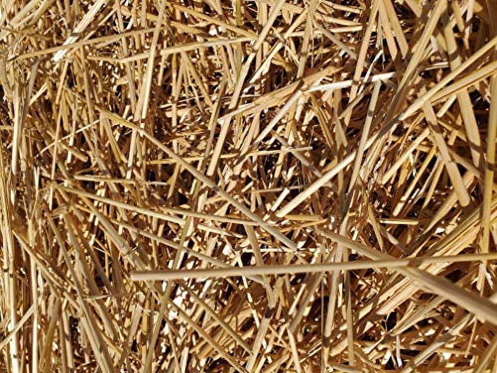 (New Harvest) Premium 100% Natural Wheat Straw Grass Harvested 2022, Farmer Direct- Excellent Animal Bedding, Garden Cover, Mulch and Farm Wheat Straw 5lbs. Straw Shipped