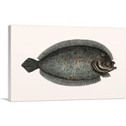 ARTCANVAS Vintage Illustration Of Sole Fish Canvas Art Print by Mark Catesby - Size: 26" x 18" (0.75" Deep)