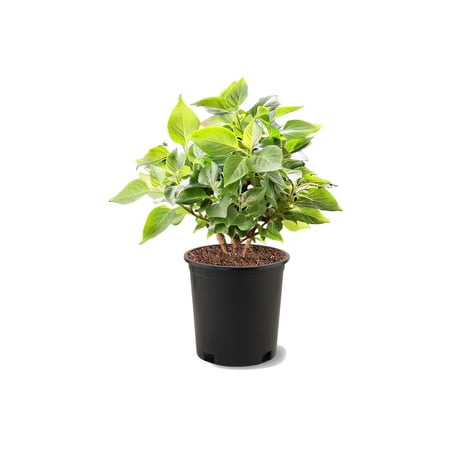 Expert Gardener 4-5' Persian Ironwood Golden BellTower™ Live Tree in 1 gal. Grower Pot