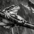 thumbnail image 6 of WYYP Frog Branch Rain Round Tablecloth 100% Polyester Fiber Full Width Single-Sided Printing White, 6 of 8