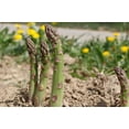 thumbnail image 3 of 10 Asparagus 'Mary Washington' Premium Size Bareroots, 3 of 3