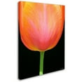 thumbnail image 2 of Trademark Fine Art "Orange Tulip" Canvas Art by Kathie McCurdy, 2 of 3