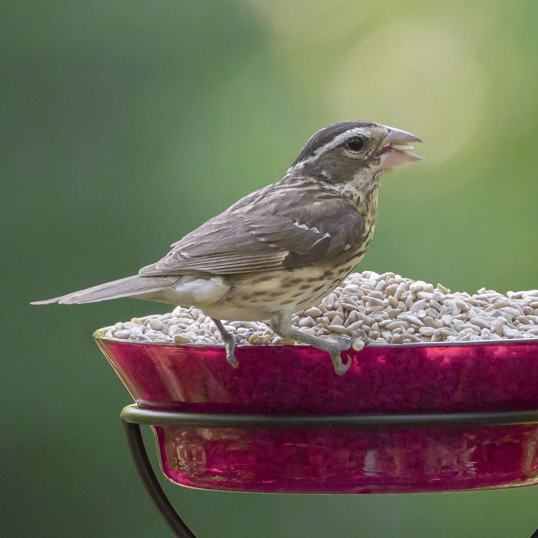 Audubon Park Sunflower Hearts Dry Wild Bird Food, 15 lb. Bag