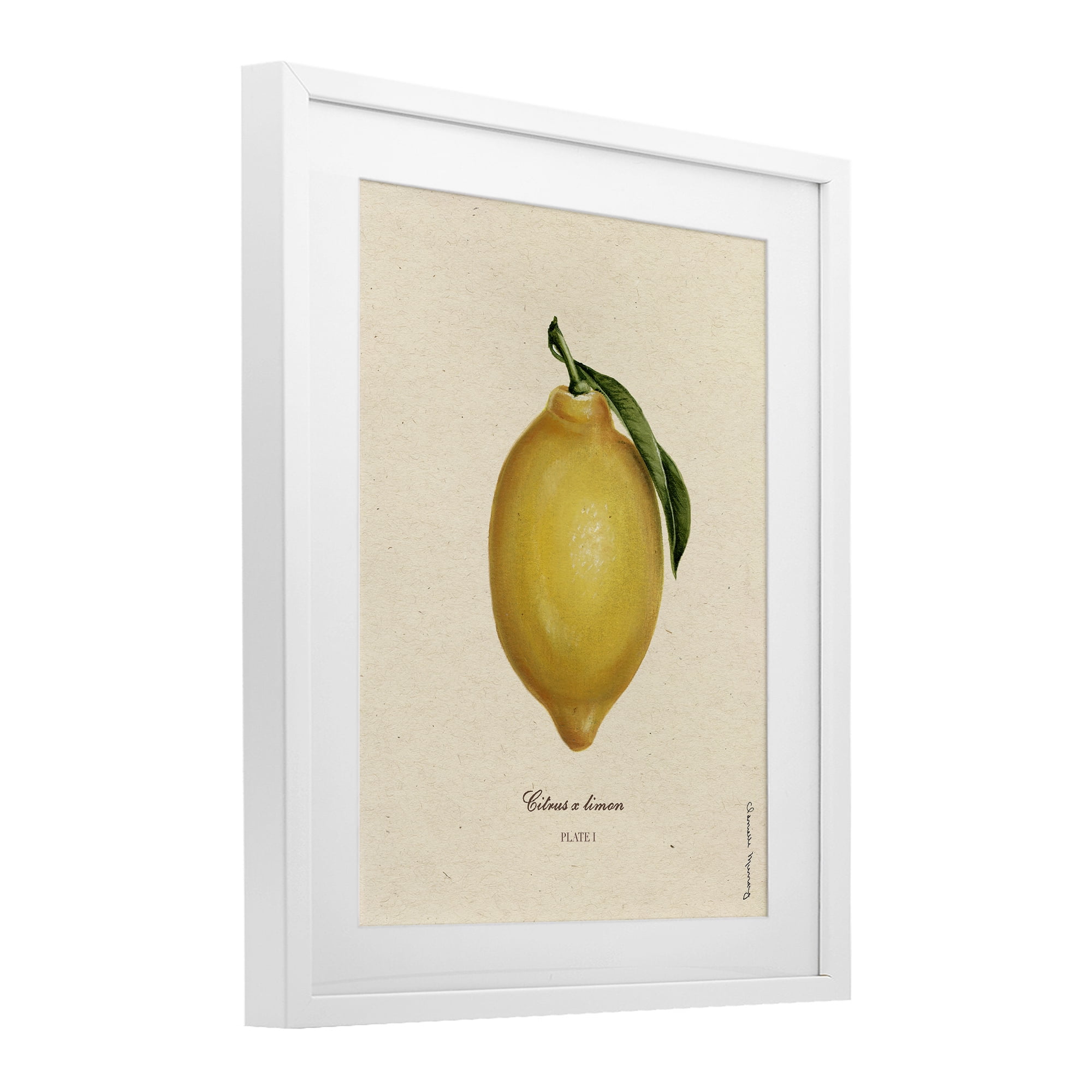 Stupell Industries Lemon Fruit Portrait White Framed Print Under Glass, design by Danielle Murray