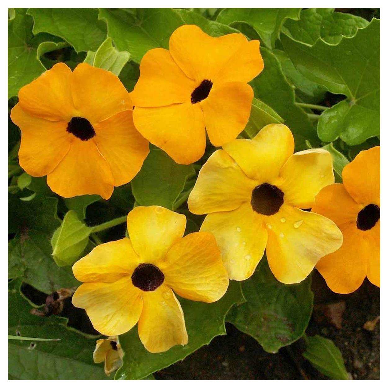 Everwilde Farms - 100 Black Eyed Susan Vine Garden Flower Seeds - Gold Vault Jumbo Bulk Seed Packet - image 3 of 5