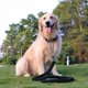 thumbnail image 1 of Collar De Perro Y Set De Correa De Entrenamiento 130, 1 of 6