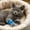 Blue BU 1 Pack, variant on AuroraX Self Adhesive Vet Wrap for Dogs Breathable Cohesive Pet Bandage 3 Inches 5 Yards Hypoallergenic Latex Free Stretchable Wound Dressing for Cats Blue