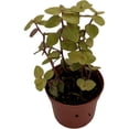 thumbnail image 4 of Copper Jewel Vine - Turtle Vine - Inch Plant - Callisia - House Plant - 2.5" Pot, 4 of 4