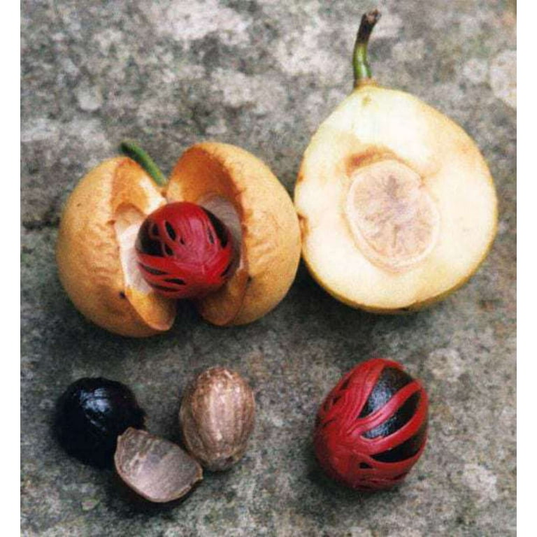 Nutmeg Plant