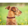 thumbnail image 3 of Pets First MLB Los Angeles Angels Dogs and Cats Collar - Heavy-Duty, Durable & Adjustable - Large, 3 of 4