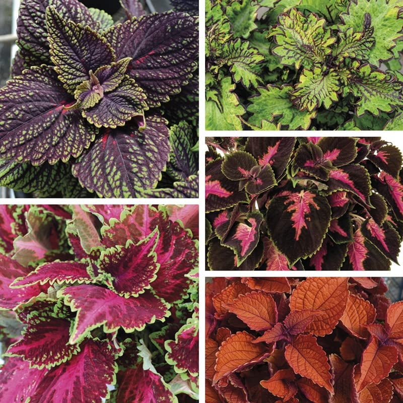 20 Chocolate Covered Cherry Coleus Seeds by NOTSWOH
