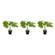 thumbnail image 5 of Planta de tortuga ecológica de bajo mantenimiento Inteprter decoración hogar oficina JH5475, 5 of 6