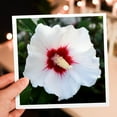 thumbnail image 7 of 3drose, Photograph of a White Rose of Sharon Flower Bloomed in Our Garden., 6 Greeting Cards with Envelopes, 7 of 7