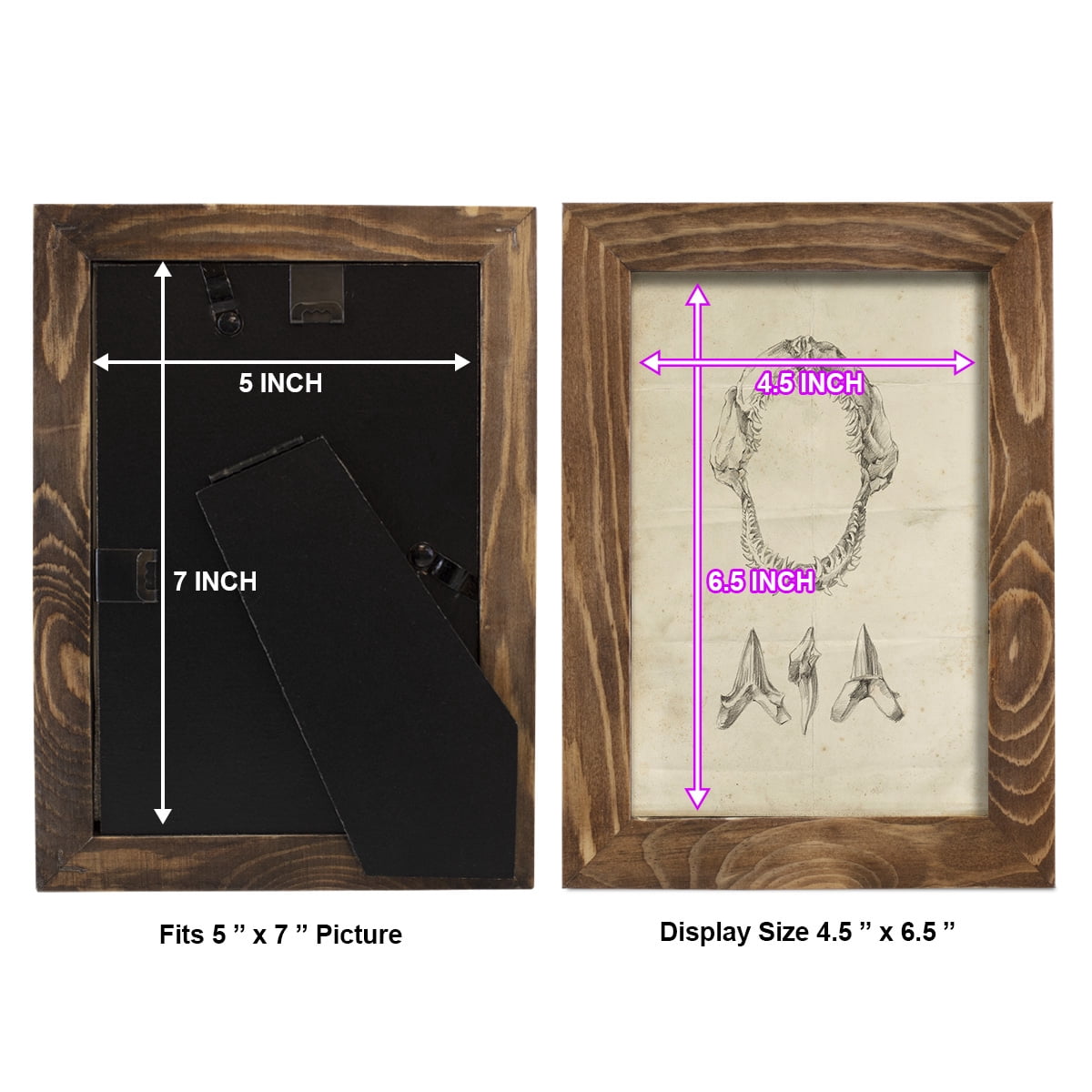 Shark Study I - Framed Print w/glass - Walnut