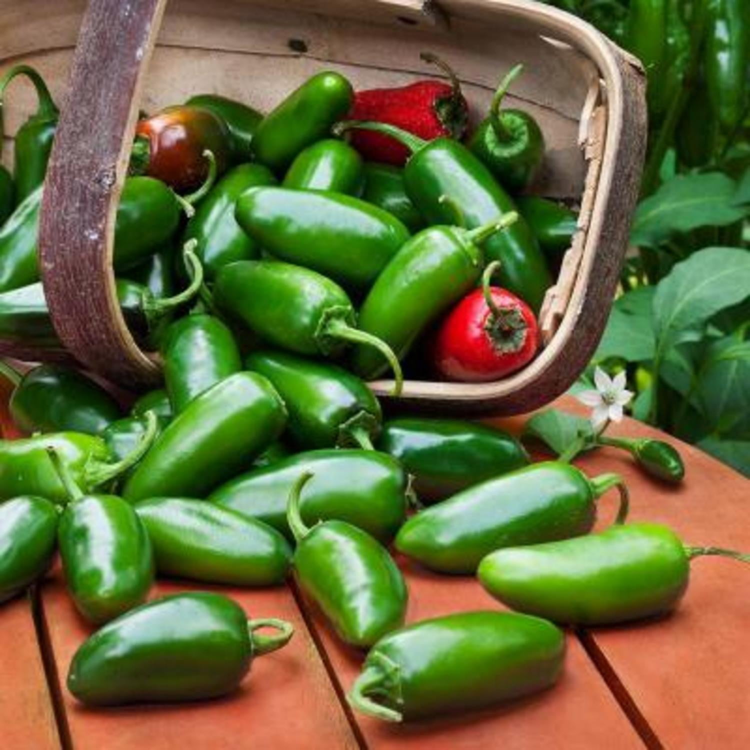 Proven Winners 4" Mucho Nacho Jalapeno Live Plant in 4.25" Pot (4 Count)
