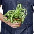 thumbnail image 4 of Spider Plant 'Bonnie', 4" Pot, Indoor Houseplant, Easy Care, Live Plant for Indoor & Outdoor, 4 of 6