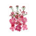 thumbnail image 1 of Flores prensadas secas Strade Fareast Limited Material de fabricación DIY Rosa rojo, 1 of 8