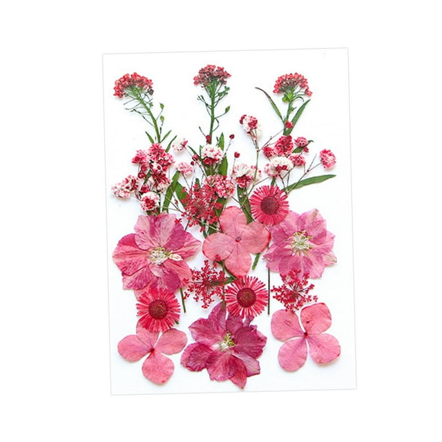 Flores prensadas secas Strade Fareast Limited Material de fabricación DIY Rosa rojo