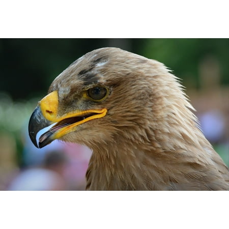 Canvas Print Beak Babu Eagle Bird of Prey Bird Stretched Canvas 10 x