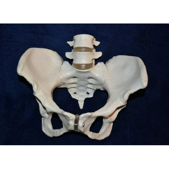 Wellden Medical Anatomical Female Pelvis Skeleton Model, with 4th, 5th Lumbar Vertebr, Life Size