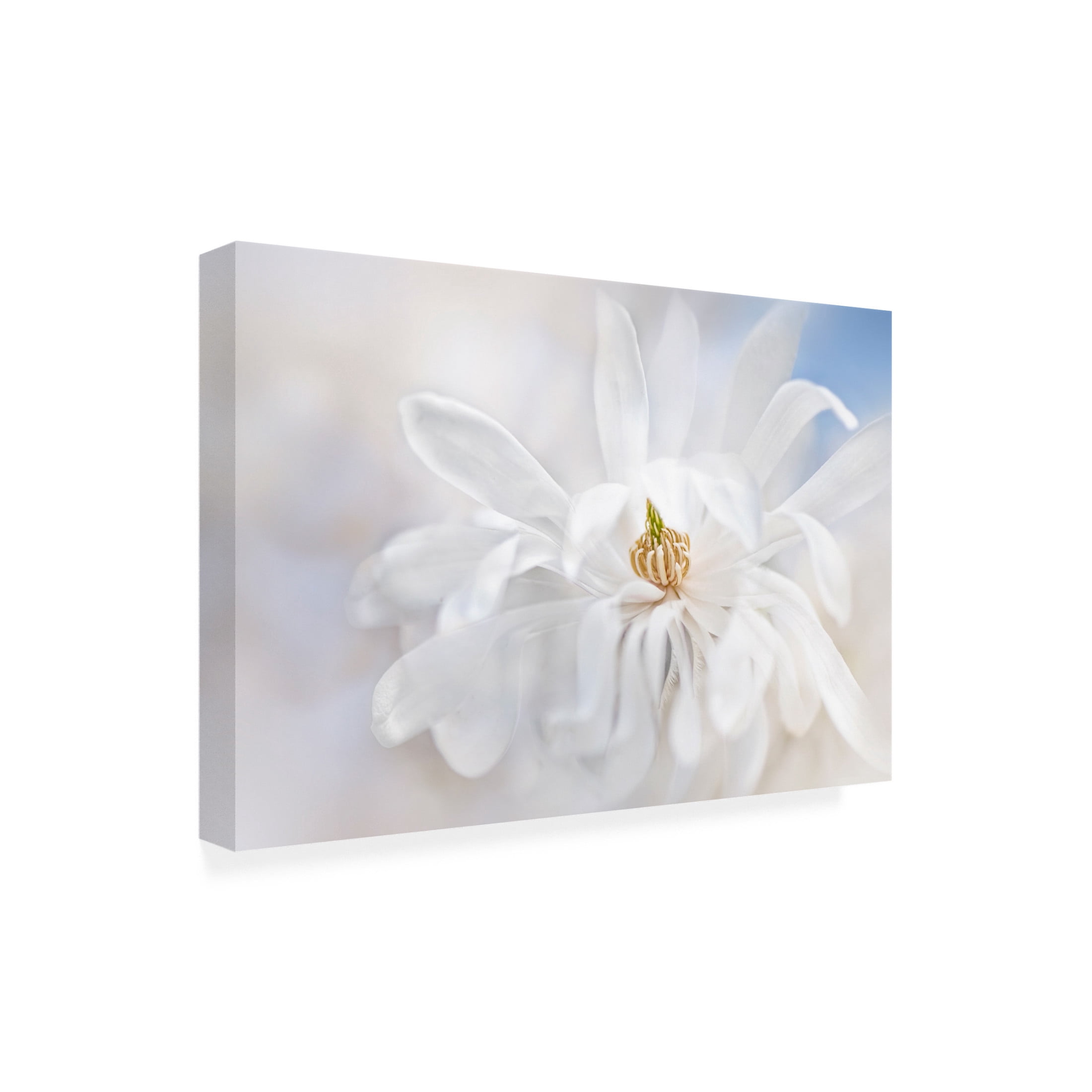 Canvas Wall Art - Jacky Parker 'Magnolia Stellarta' Wall Art for Living Room, Bedroom, or Office D?cor by Trademark Fine Art - 47 x 30 Inches