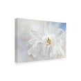 thumbnail image 4 of Canvas Wall Art - Jacky Parker 'Magnolia Stellarta' Wall Art for Living Room, Bedroom, or Office D?cor by Trademark Fine Art - 47 x 30 Inches, 4 of 4