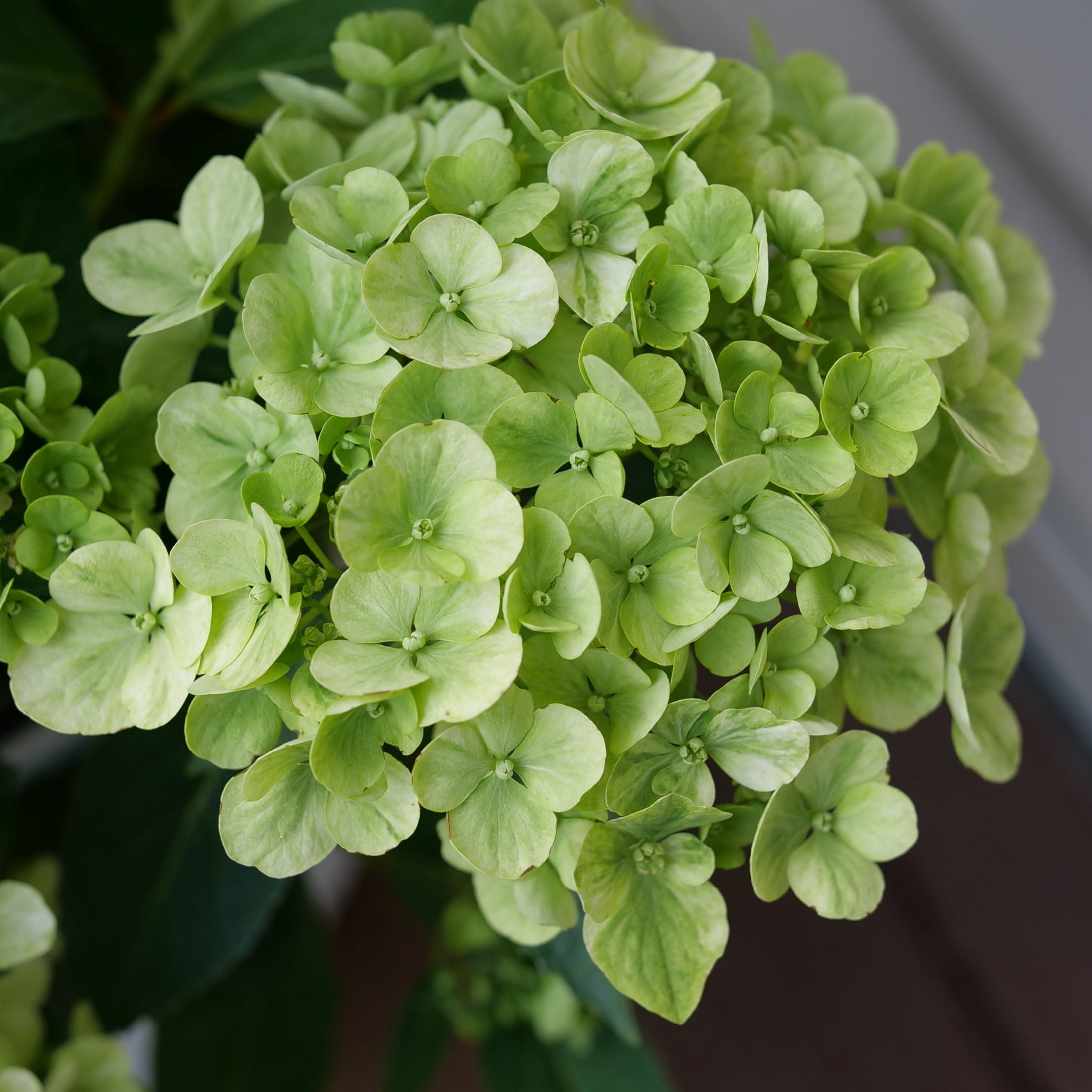 Proven Winners ColorChoice 5" Fairytrail Green Cascade Hydrangea Live Plant in 4.5" Pot (4 Count)