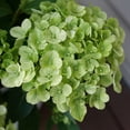 thumbnail image 4 of Proven Winners ColorChoice 6" Fairytrail Green Cascade Hydrangea Live Plant in 7.5" Pot, 4 of 7