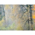 thumbnail image 2 of Gulin, Sylvia 18x15 Black Ornate Wood Framed with Double Matting Museum Art Print Titled - USA-Washington State-Preston-Cottonwoods and Big Leaf Maple trees in fall colors, 2 of 4