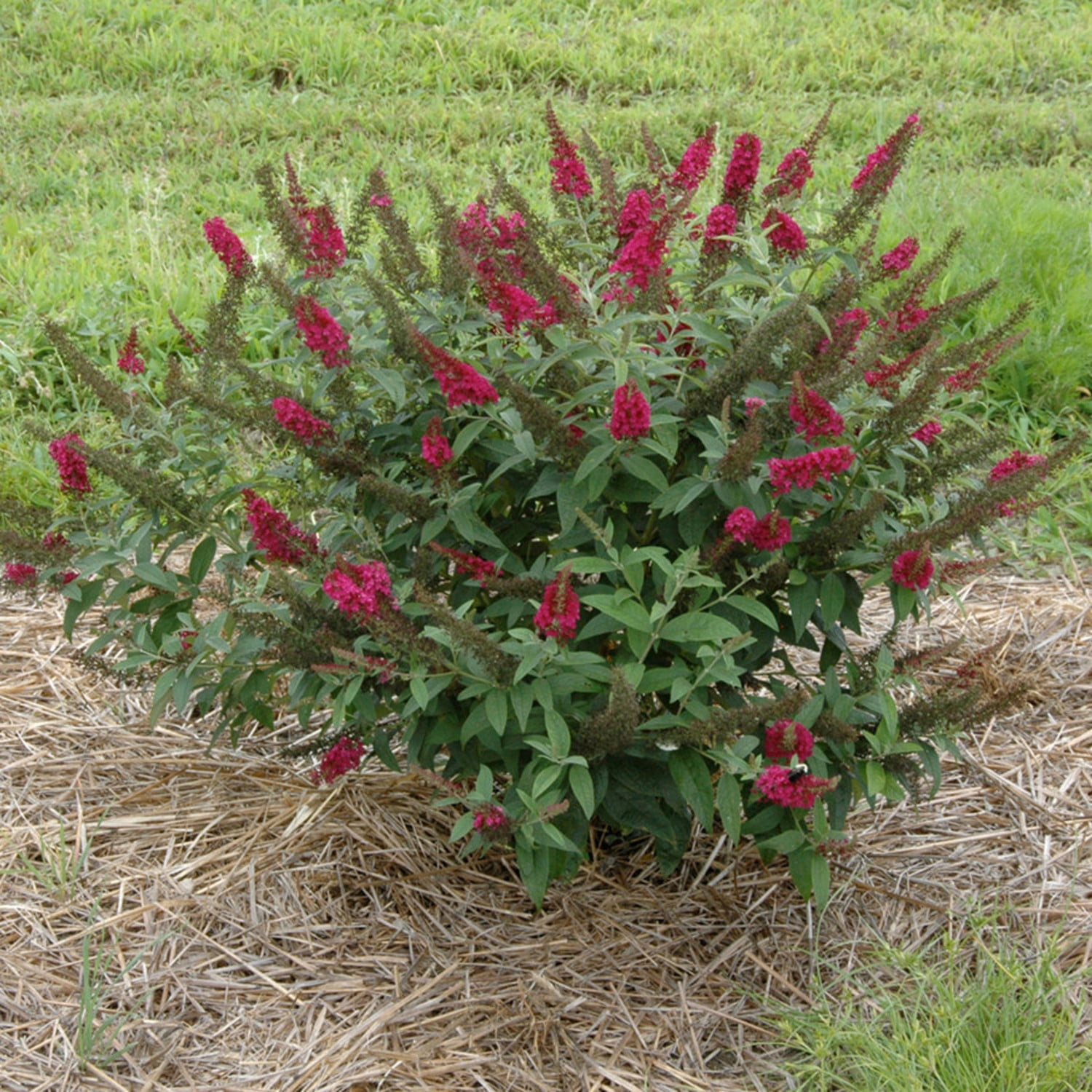 Proven Winners ColorChoice 6" Pink 'Miss Molly' Butterfly Bush Live Plant in 7.5" Pot