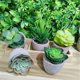 thumbnail image 4 of Plantas verdes Imitación antigua carnosa combinación maceta escritorio planta simulación pequeña maceta falsa carnosa, 4 of 6