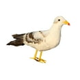 thumbnail image 4 of DOLITY Fake Artificial Bird Seagull Realistic Imitation Home Garden Decor 40cm #2 Seagull 2, 4 of 4